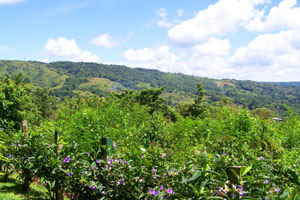 The 360-degree views include the jungled hills climbing away from the lake. 
